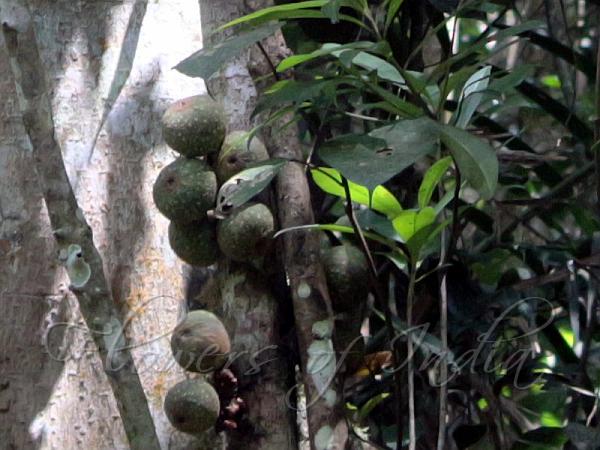 Large-Fruit Climbing Fig